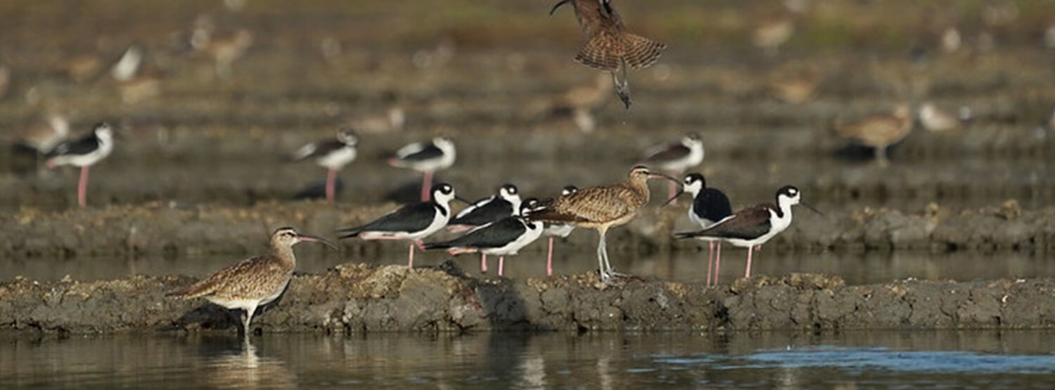 O que torna as aves limícolas tão únicas