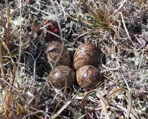 A Shorebird Mother’s Day