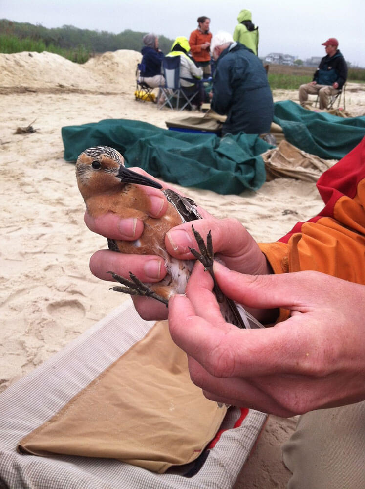 manomet-banding-red-knots-with-leaders