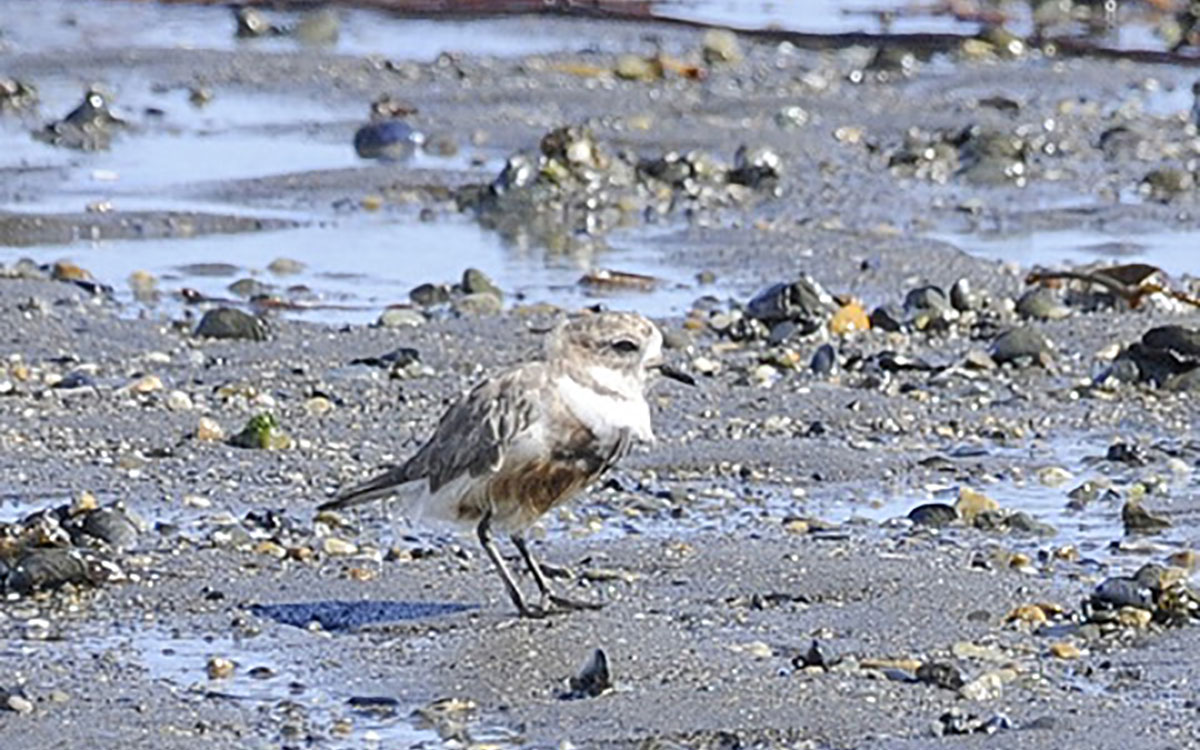 Two-banded Plover with oil on its feathers
