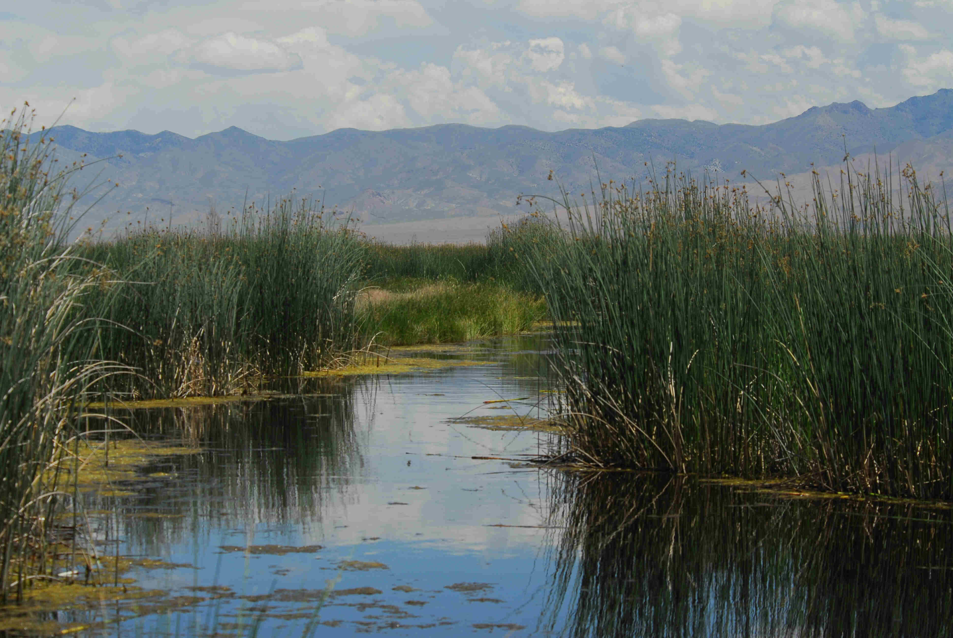 stillwater-marsh-in-spring