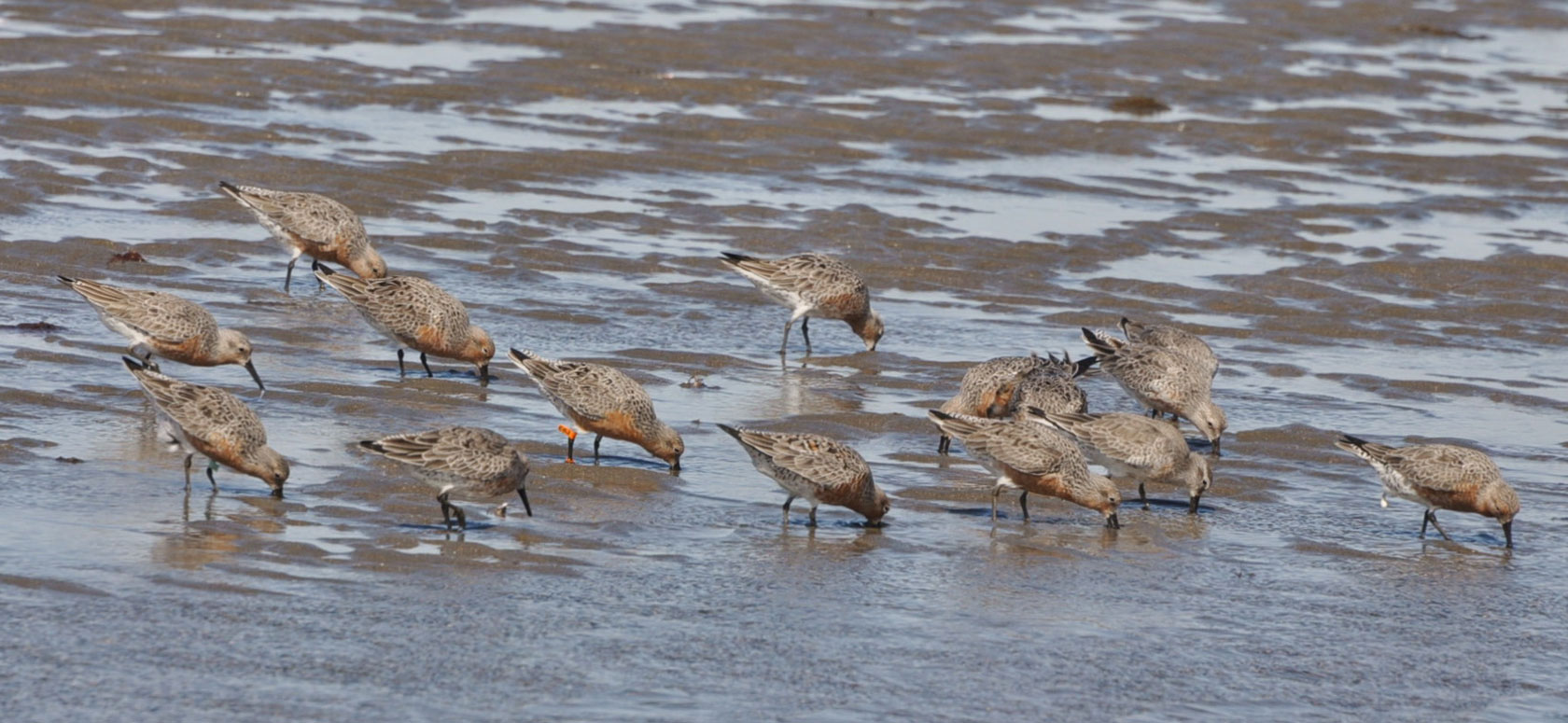 Argentina Agrees to Begin National Shorebird Conservation Plan