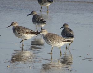 Red Knots in the beach sector of Lagoa do Peixe National Park.