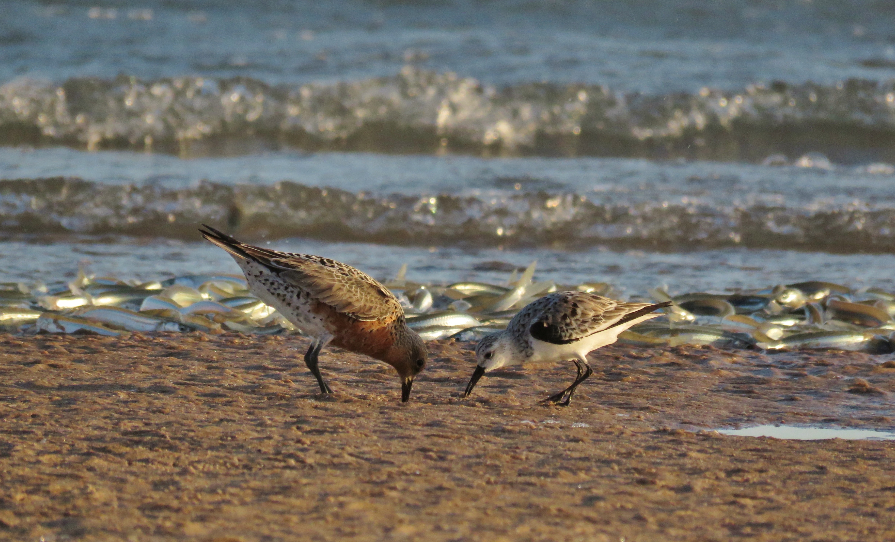 Red Knot and Sanderling at Alto Golfo de California