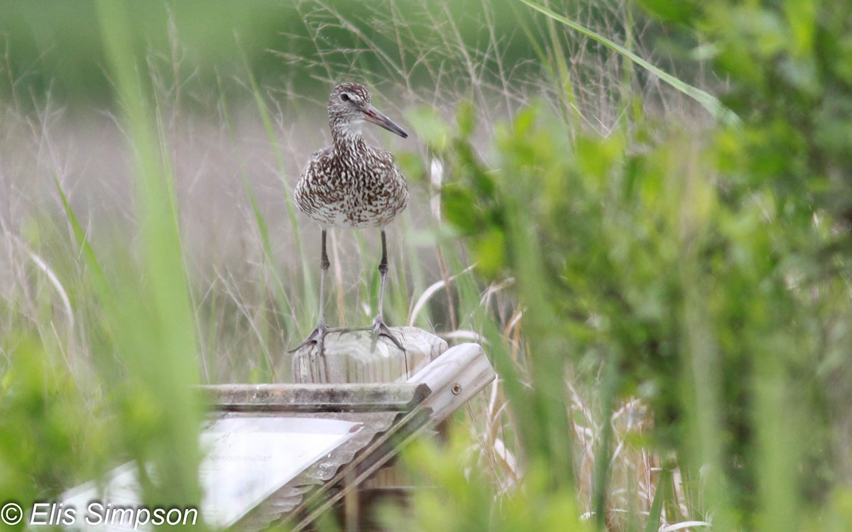 easternwillet_formattedwp