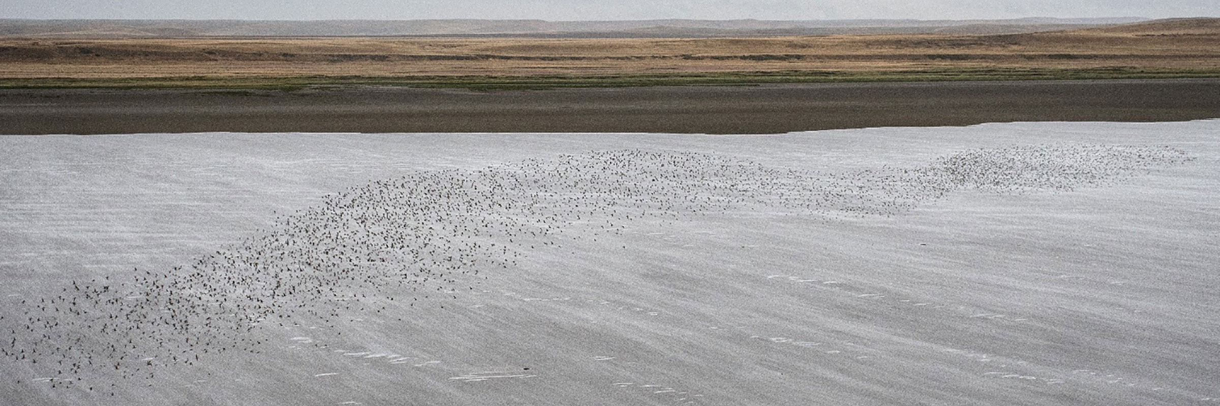 A flock of rufa Red Knots as seen during aerial survey