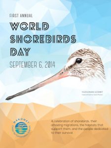 shorebirdposter_concepts-1