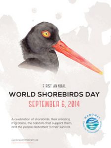 shorebirdposter_concepts2