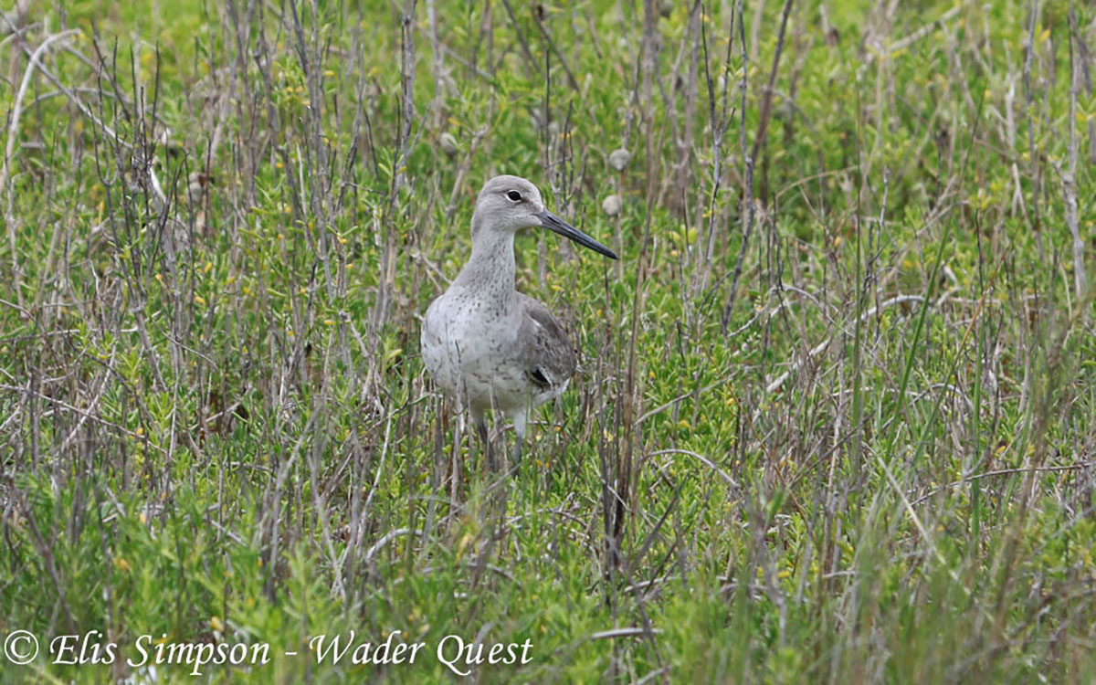 westernwillet_formattedwp