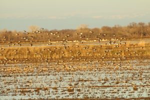 dunlin_vdd_2014_miglecia