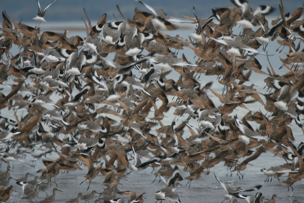 Миграция птиц. Миграция птиц в Китай. Миграция птиц перепелов. Миграция птиц виз Египта.