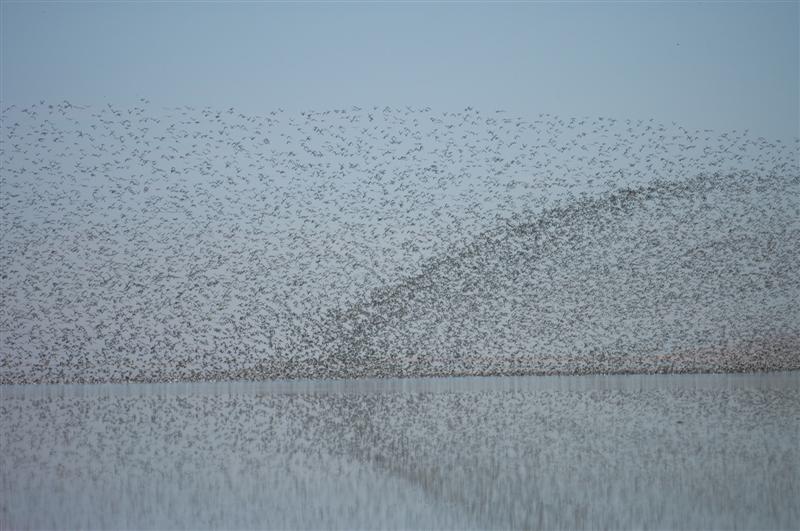A large flock of phalaropes exhibiting their typical “wave” flying pattern.
