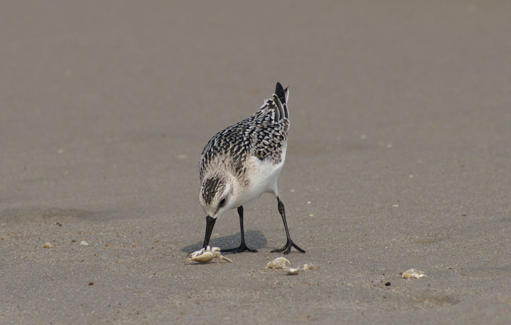 Maryland-Virginia Barrier Islands - WHSRN