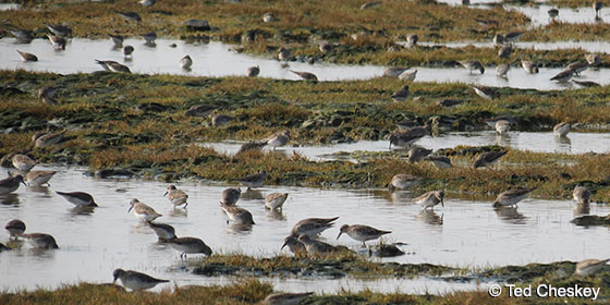 myriads-of-sandpipers-on-james-bay-by-ted-cheskey