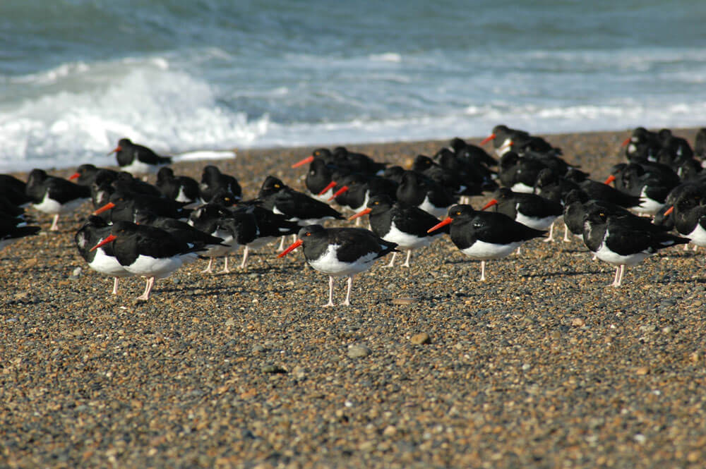 Magellanic Oystercatcher in the Provincial Migratory Bird Reserve