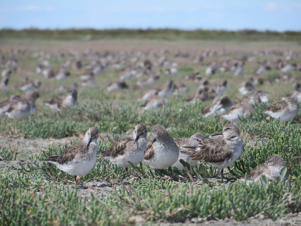 Flock of White-rumped Sandpiper resting on the marsh