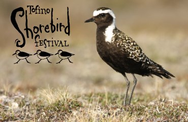 Tofino Shorebird Festival banner