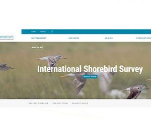 shorebirdsurvey-resize