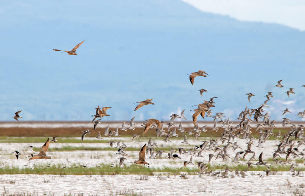 whimbrel_lagocuitzeo_jonathan-vargas-gallery9