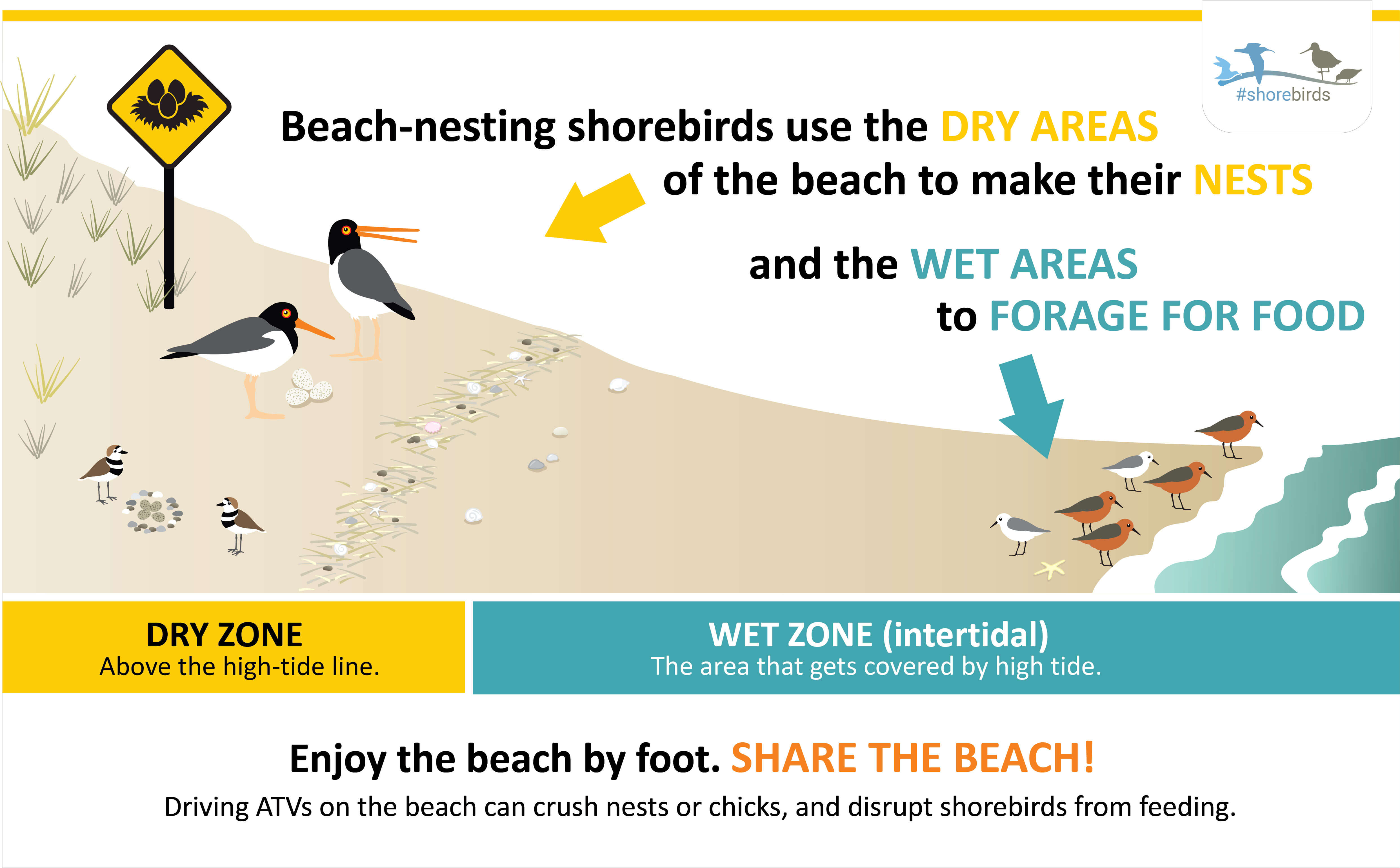 shorebirdinfographic_sharethebeach_2