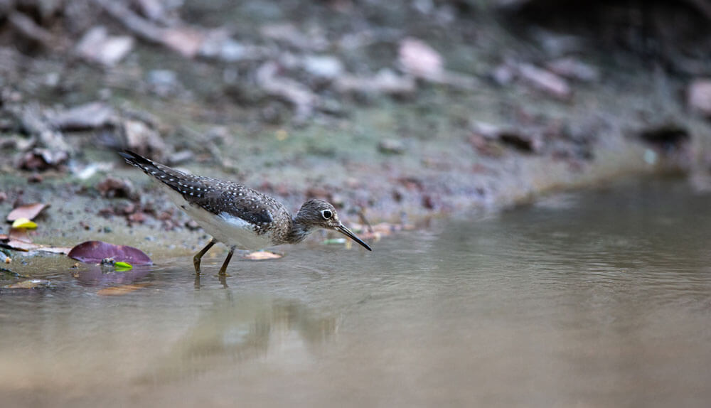 Photo: Living Wild in South America