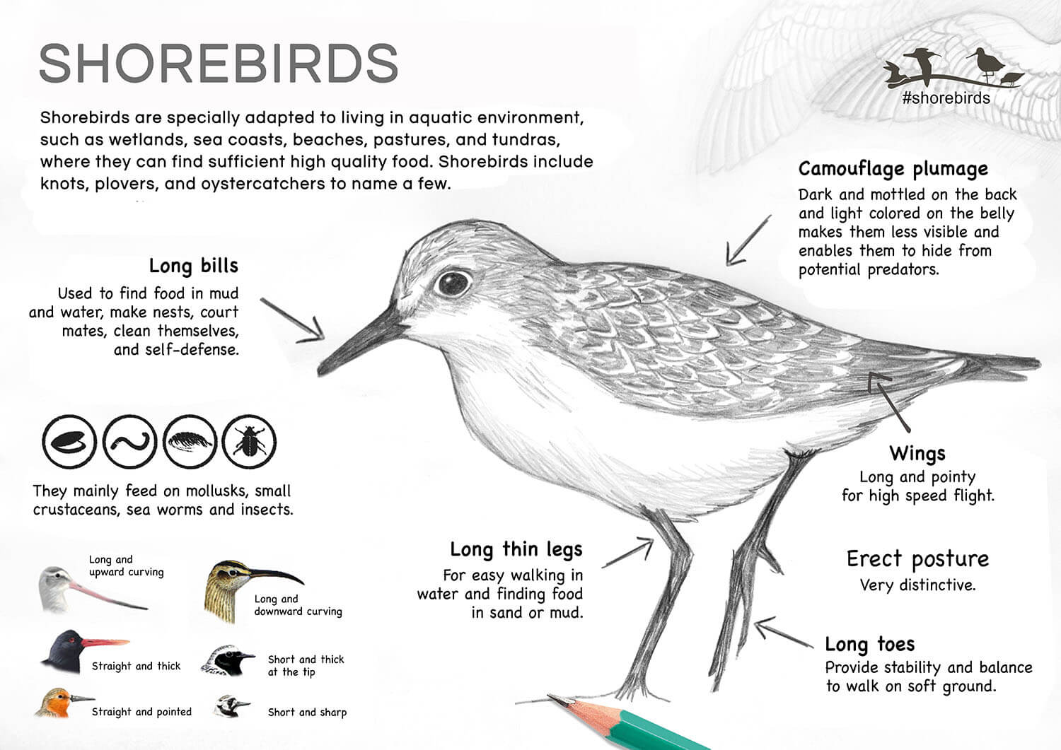 shorebird_general_en