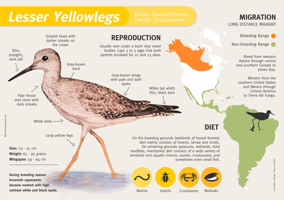 lesser-yellowlegs