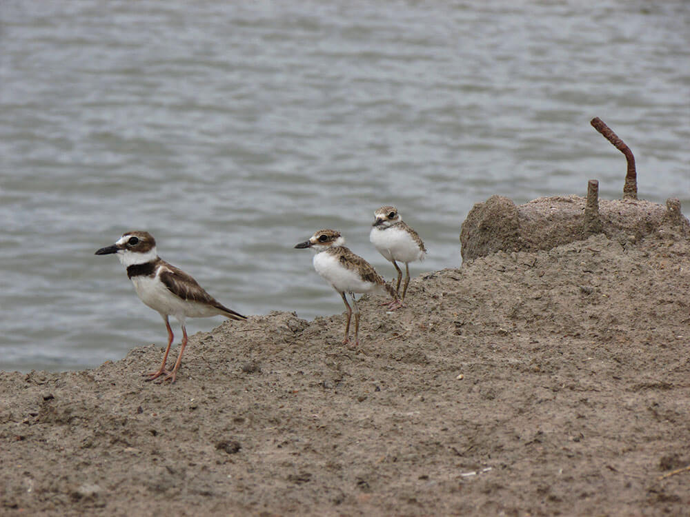 Chick with the adult male of Wilson Plover (Calidris pusilla) on the banks of the lagoons
