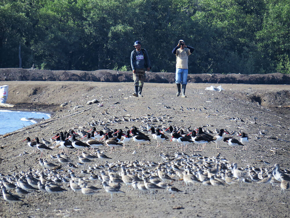 Shorebirds at dikes on a shrimp farm