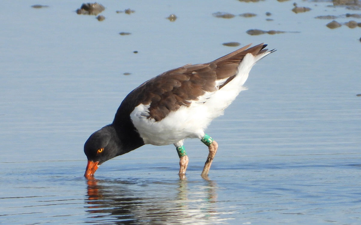 American Oystercatcher banded