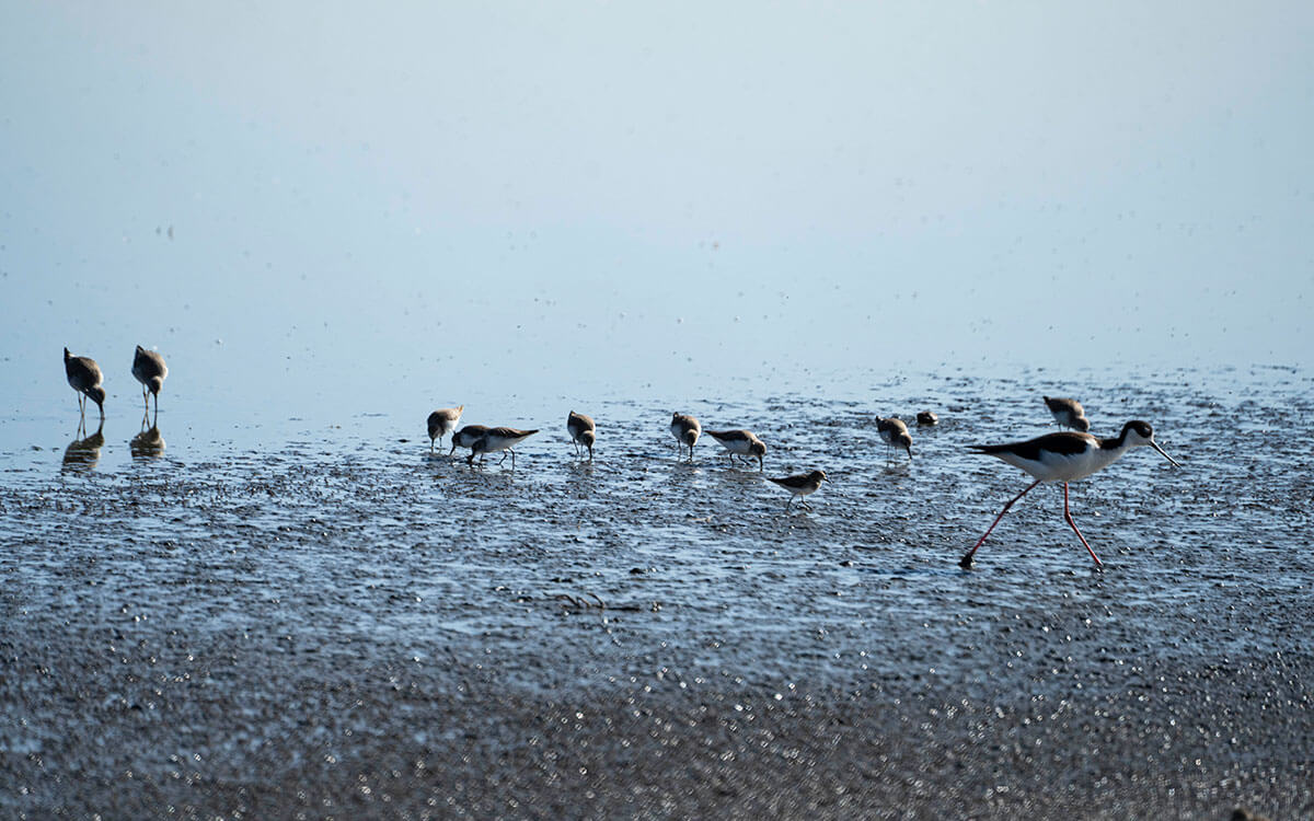 lagotexcoco_shorebirdfeeding_a.-aguirre