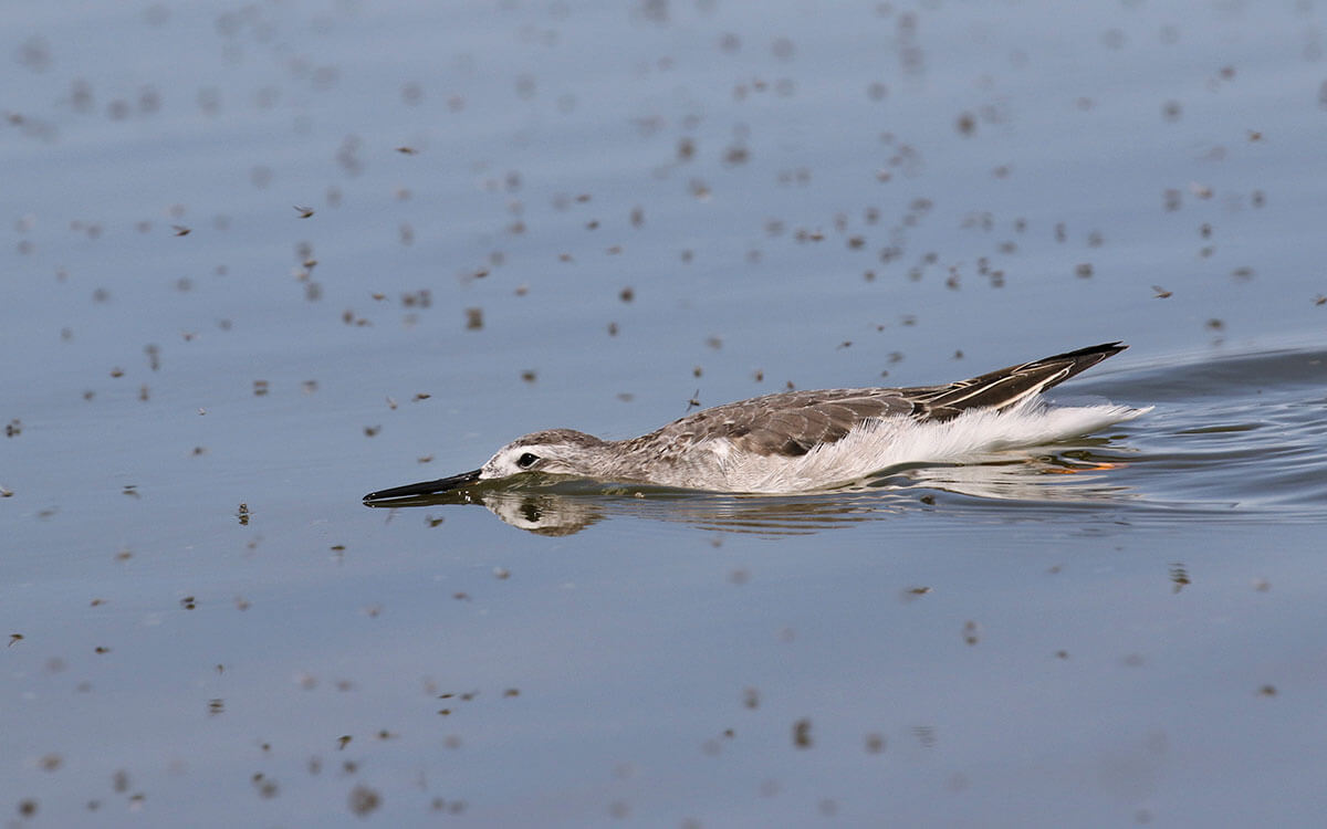 greatsaltlake_phalarope_-maxmalmquist