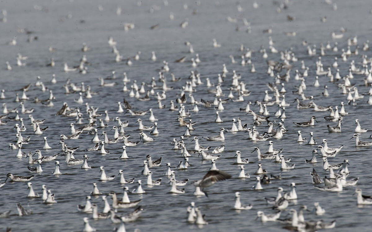 greatsaltlake_phalaropes_maxmalmquist