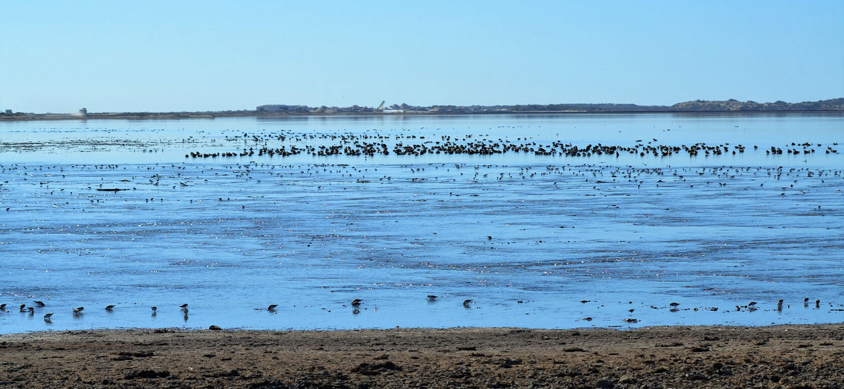 Driving Conservation Actions for Shorebirds in the Salina de Lobos, Mexico