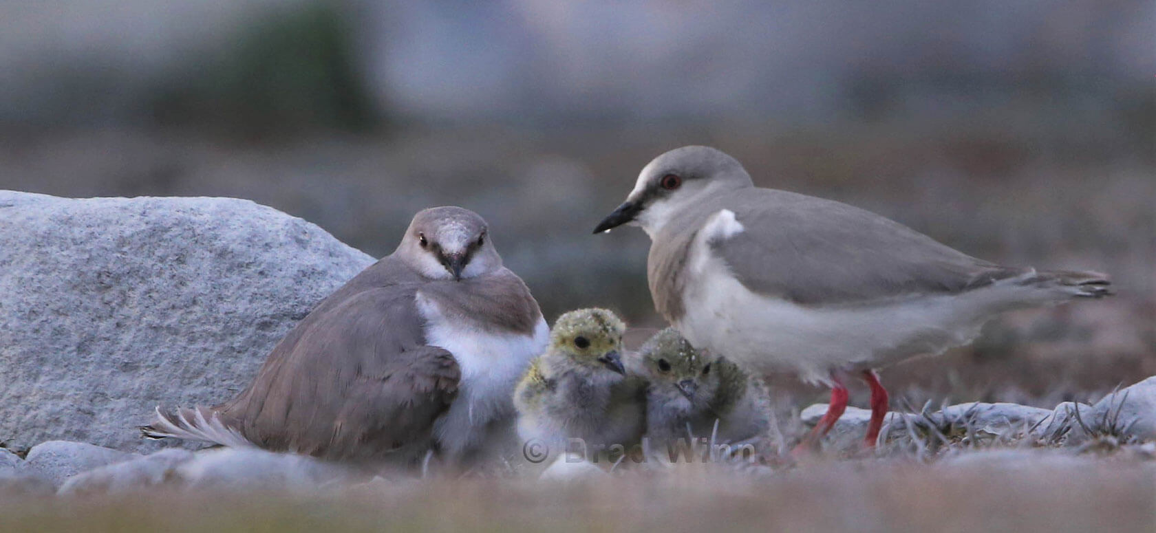 Conteos Revelan que los Chorlitos Cenicientos se están Tornando más Raros  en la Patagonia