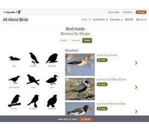 2_allaboutbirds_screenshot