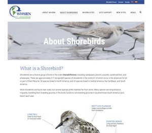 3_whsrnaboutshorebirds_screenshot