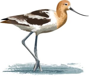 avocet