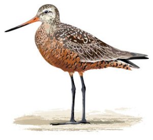 hgodwit