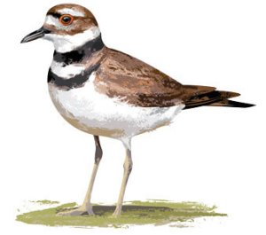 killdeer