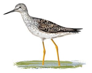 lesser-yellowlegs