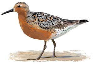 red-knot