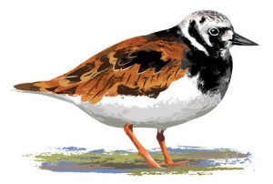 rturnstone