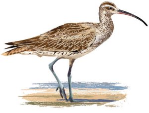 whimbrel