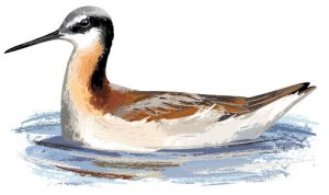 wphalarope