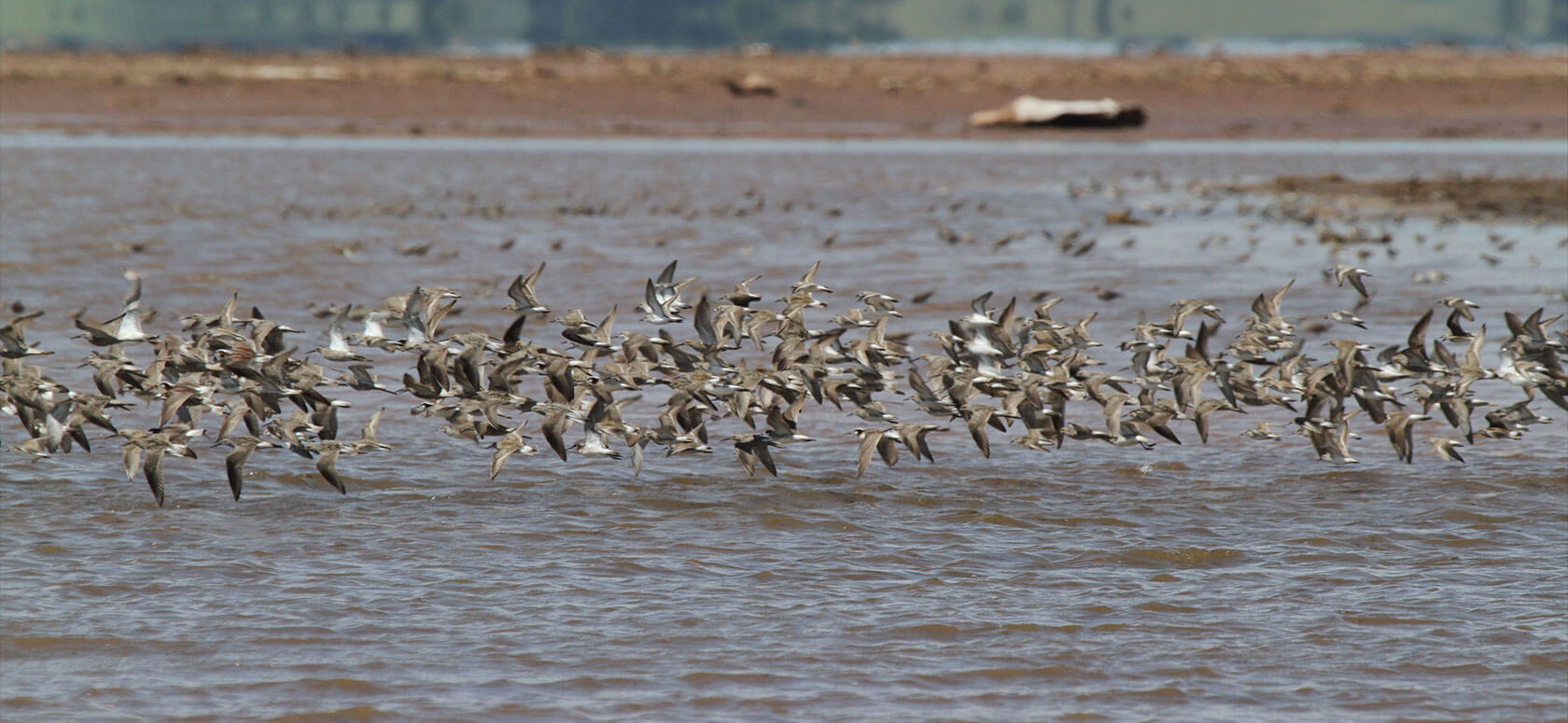 Salt Plains National Wildlife Refuge wins the Outstanding WHSRN Site ...