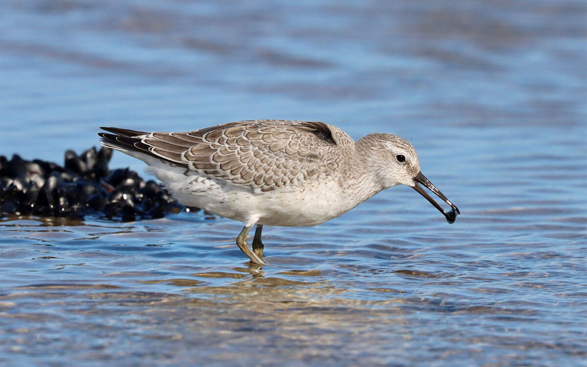 a red knot eating a mussel.