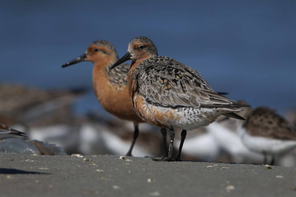 single-red-knot