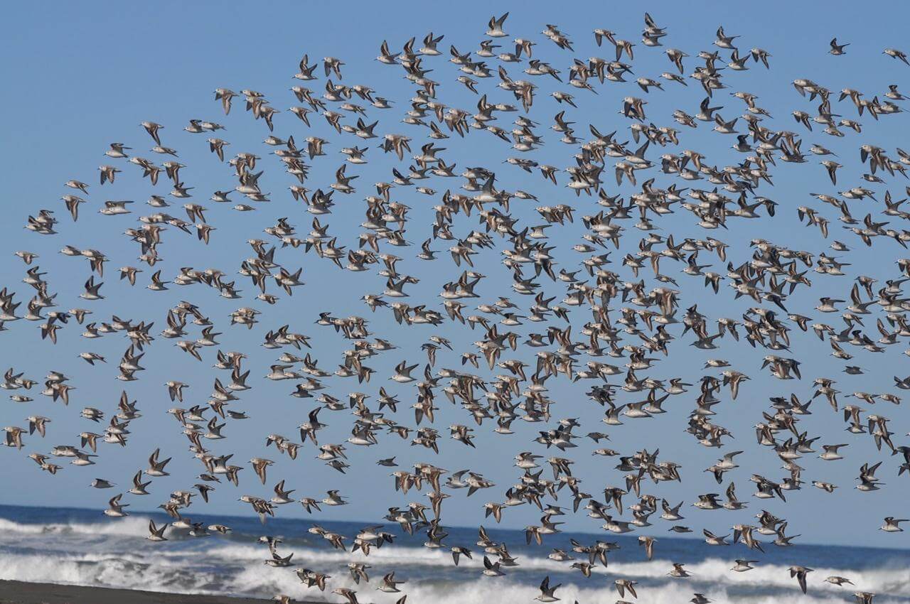 Important Shorebird Sites – WHSRN