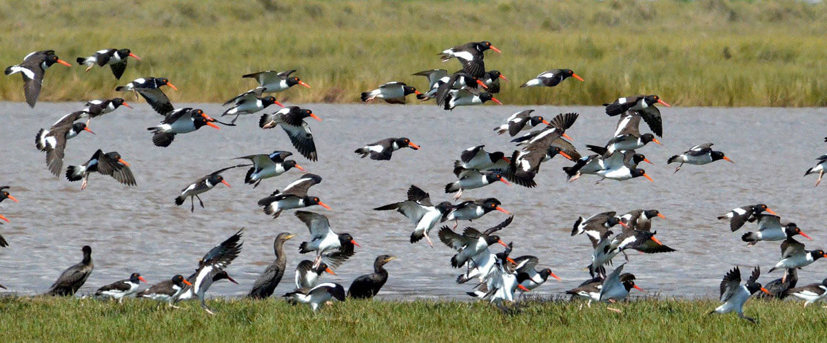 American Oystercatcher at Playa Isla de los Reyes Rocuant